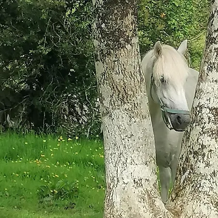 Mountain With Barn Sauna, Clonbur, Galway 度假居