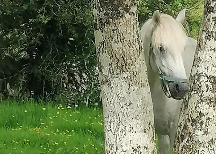 Mountain With Barn Sauna, Clonbur, Galway Ferienhaus
